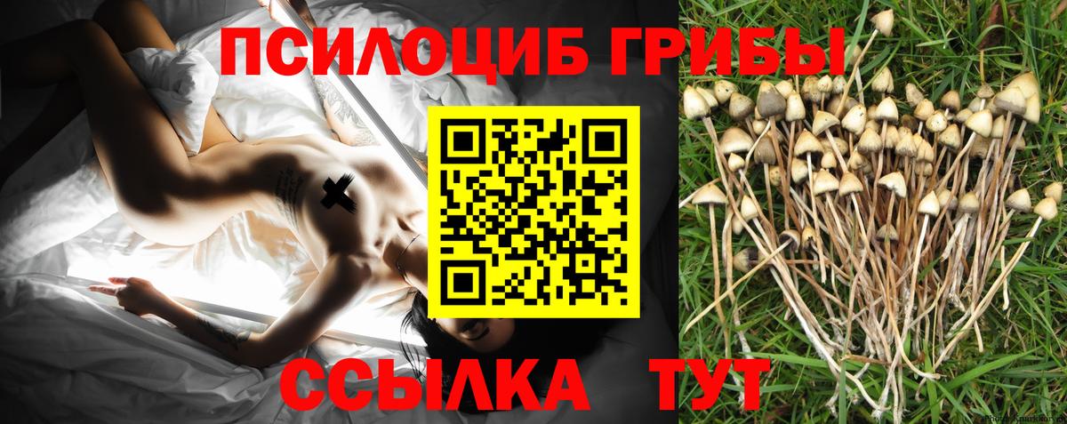 Фрязино  Псилоцибиновые грибы MAGIC MUSHROOMS  Вход с VPN  Псилоцибиновые грибы прущие грибы 
